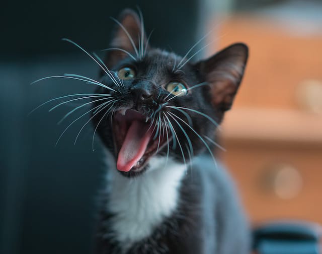 Why Are People from Madrid Called Gatos (Cats)?